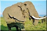 Big Elefant